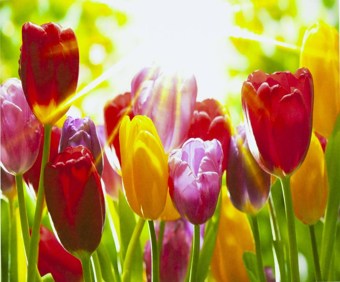 Картина за номерами "Тюльпани" 40 * 50см, крас.-акрил, кисть-3шт. (5021_B)