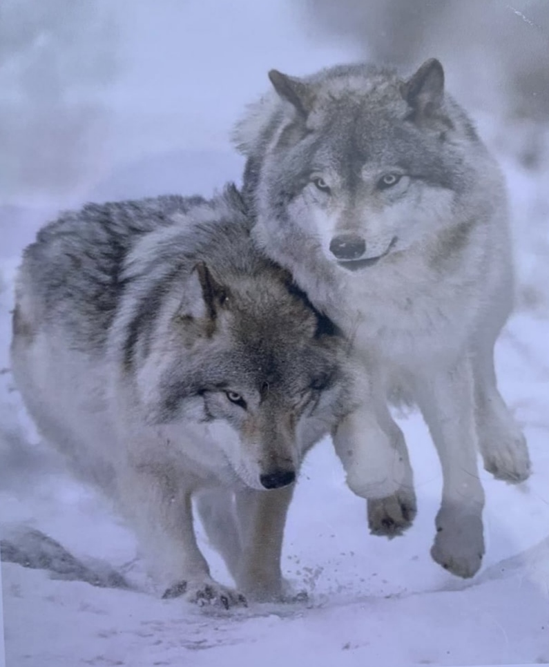 Картина по номерам "Пара волков" 40*50см, OPP , крас.-акрил,кисть-3шт. (9428PH_O)