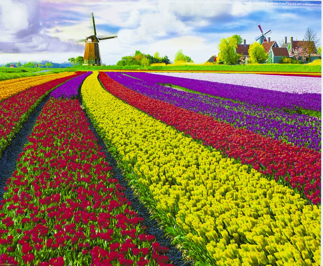 Картина по номерам 40 х 50см "Поля цветов" Разноцветный Unison (8392RSB_B)