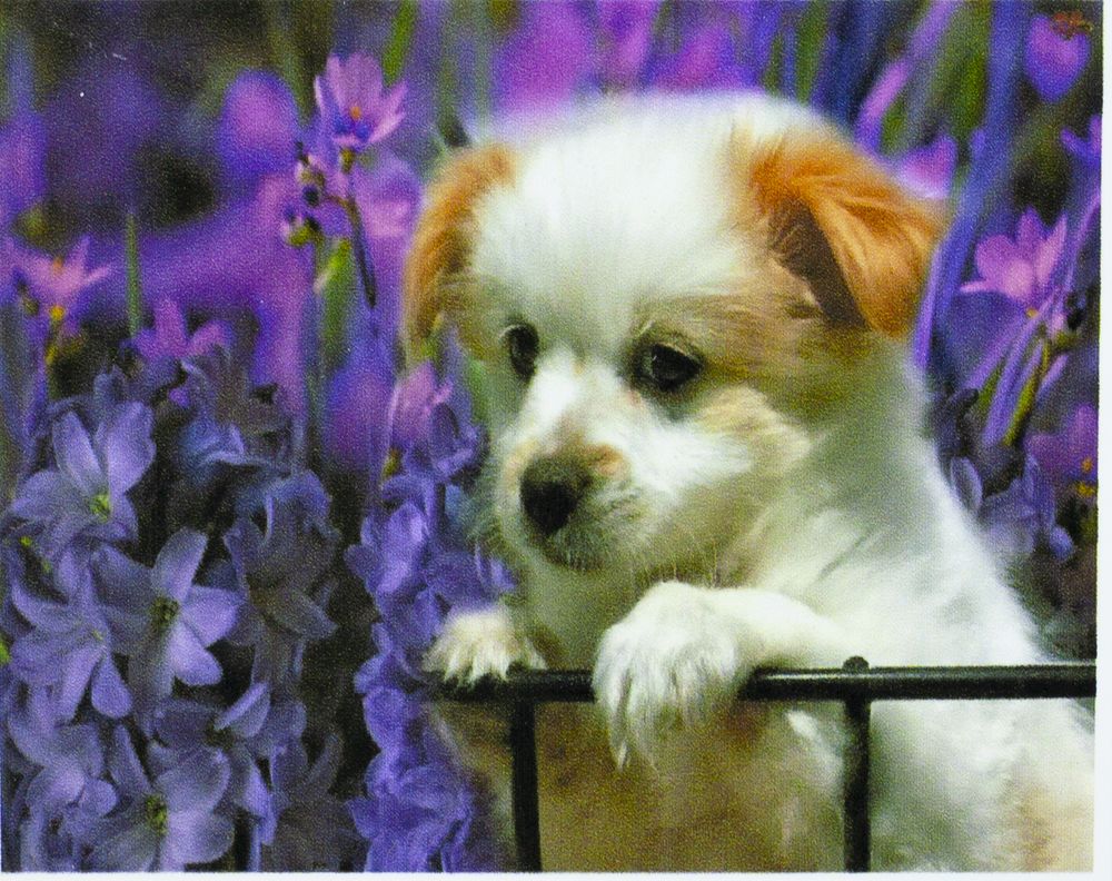 Алмазная мозаика по номерам  30*40см "Грустный щенок" в рулоне (70297 GBR)