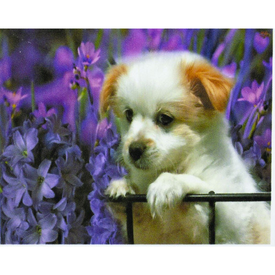 Алмазная мозаика по номерам  30*40см "Грустный щенок" в рулоне (70297 GBR)