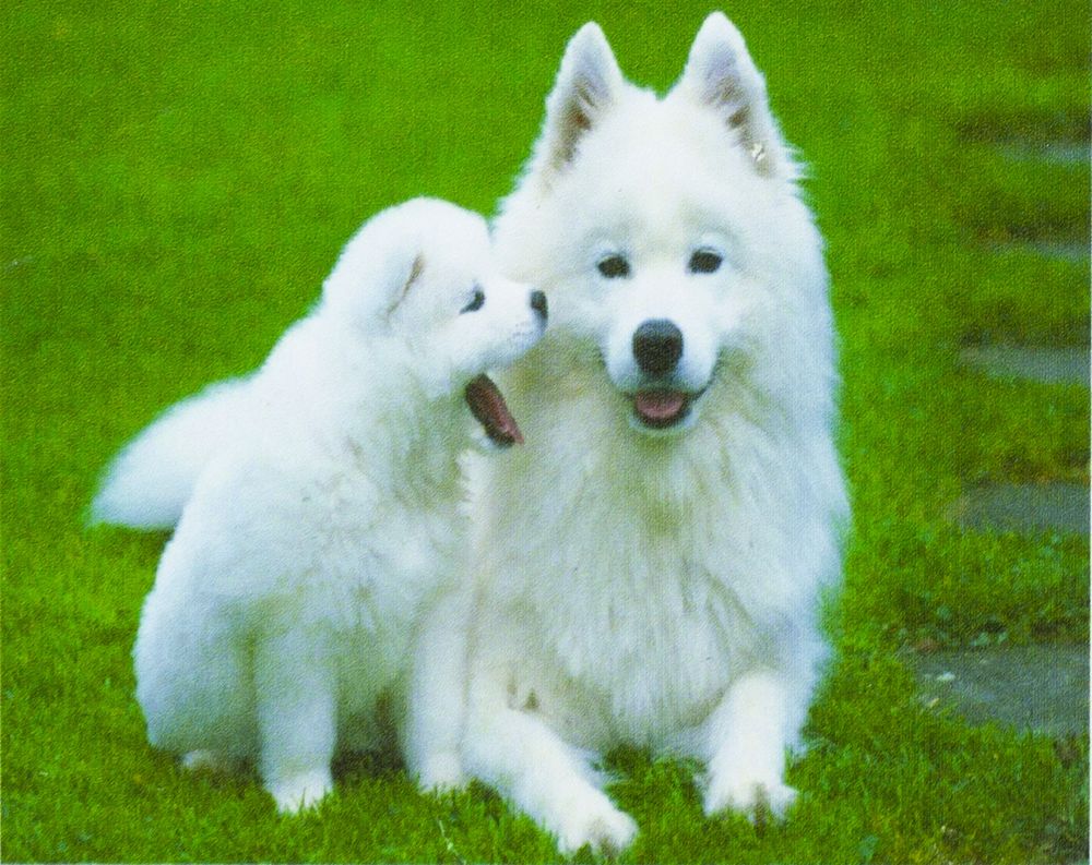 Алмазная мозаика по номерам  30*40см "Собака и щенок" в рулоне (70002 GB)