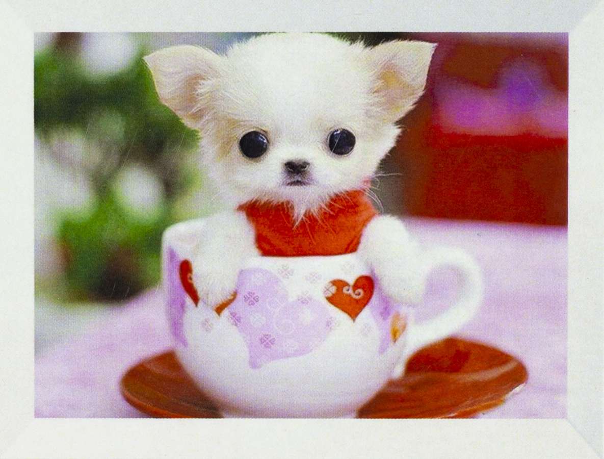 Алмазная мозаика по номерам 20*30см "Чихуахуа" (20454)