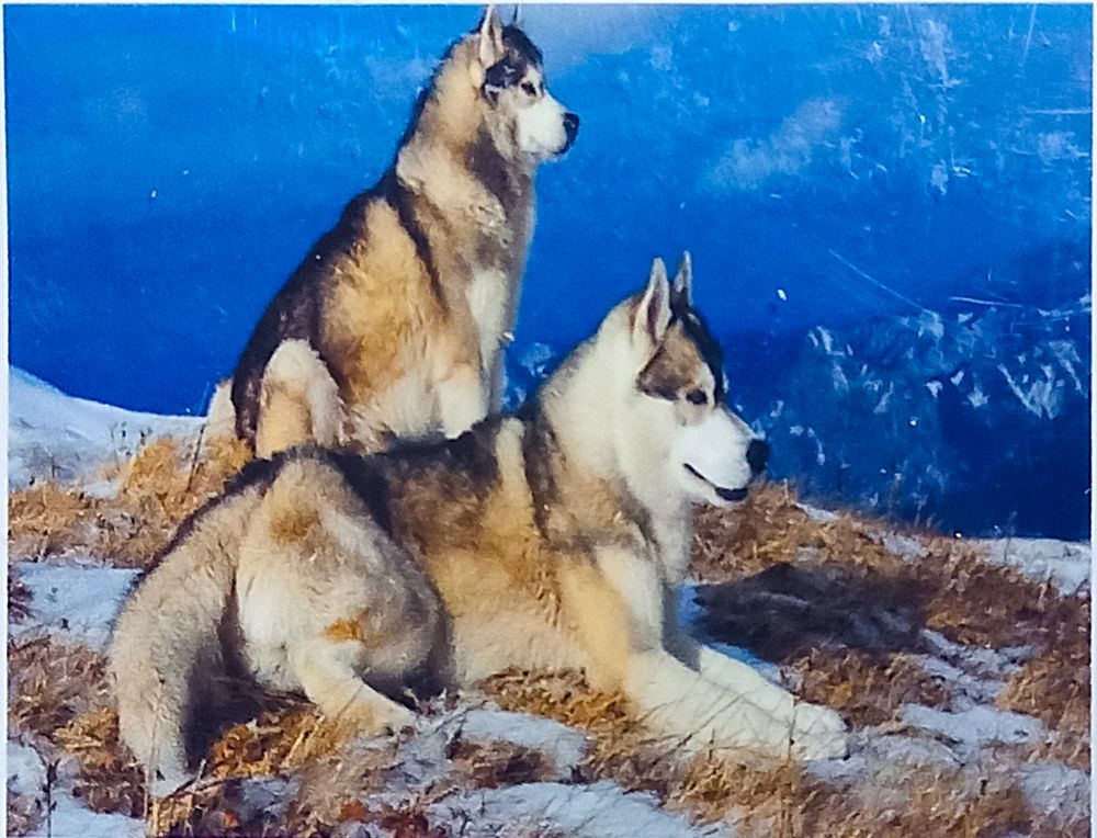 Алмазная мозаика 30 х 40см "Волки" рулон в PVC (без подрамника) Разноцветный Unison (60391_O GLD)