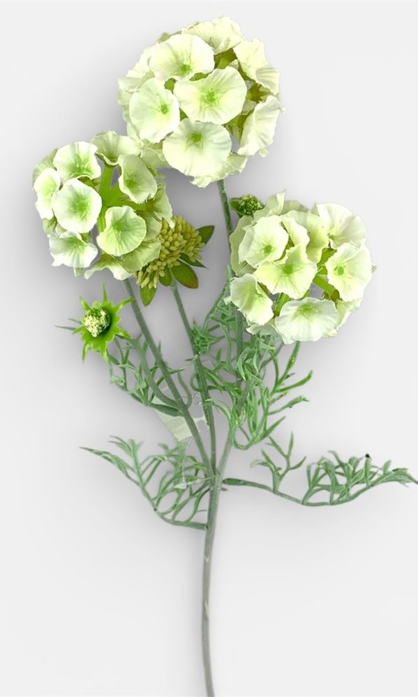 Гілка Скабіоза - зірчаста, 65см біла Unison (c30509-1)