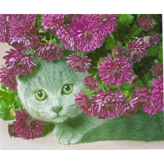 Картина за номерами "Британський котик в кольорах" 40 * 50см, крас.-акрил, кисть-3шт (5417)