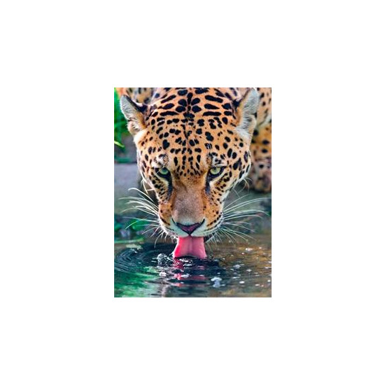 Алмазная мозаика   по номерам 30*40см "Гепард" (GLD60881)