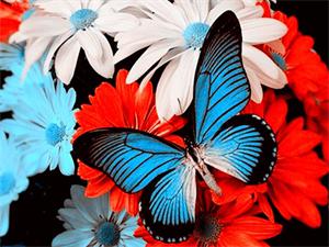 Картина по номерам "Бабочка" 40*50см,крас.-акрил,кисть-3шт (RA30825)