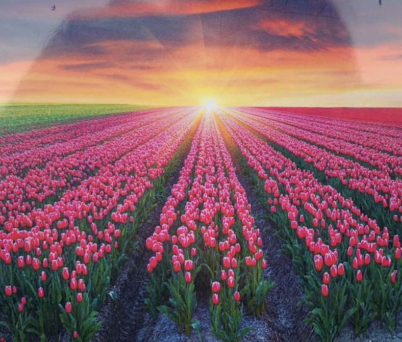 Картина по номерам "Поле тюльпанов" 40*50см,крас.-акрил,кисть-3шт. Разноцветный Unison (5727Y_B)