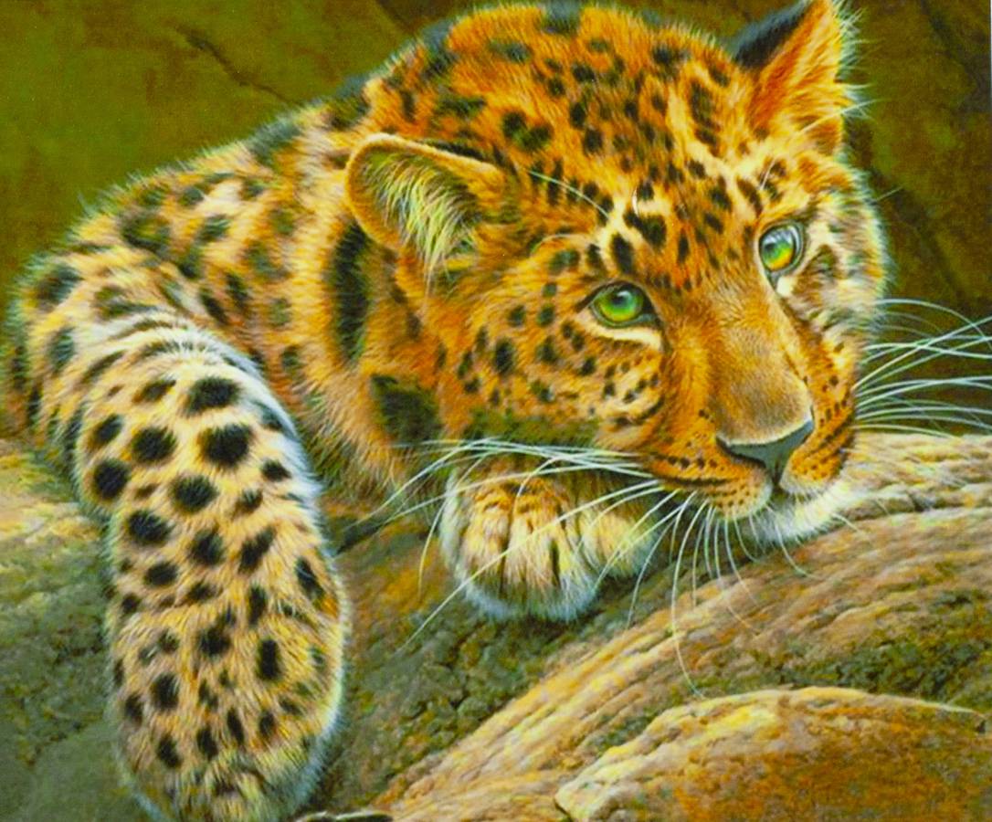 Картина за номерами "Молодий ягуар" 40 * 50см, крас.-акрил, кисть-3шт. (3280_B)