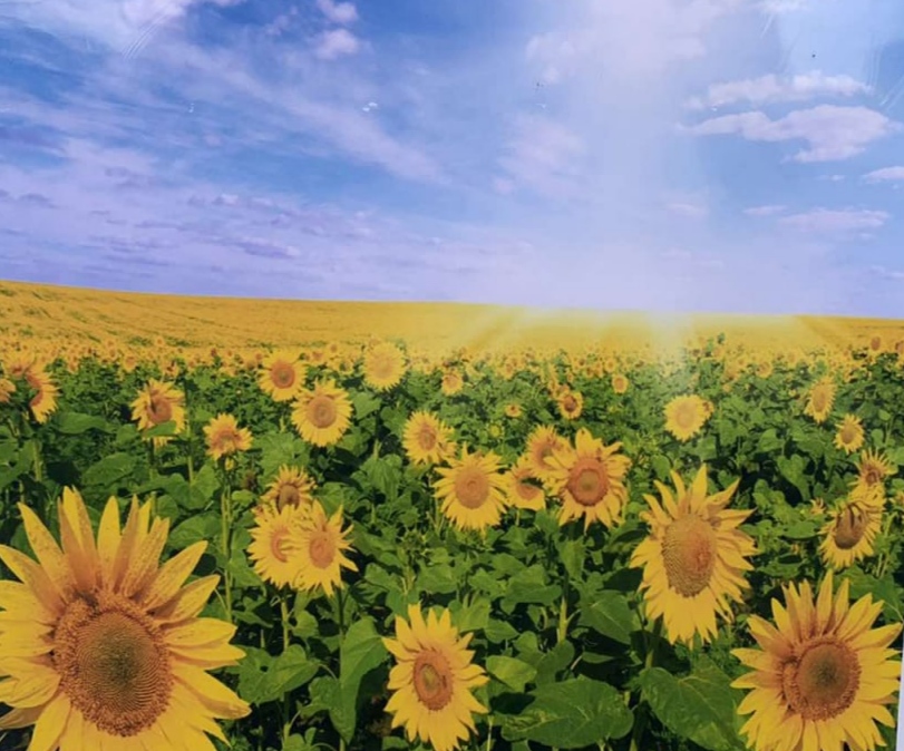 Картина по номерам 40 х 50см  "Поле подсолнухов" Разноцветный Unison (8333RSB_O)