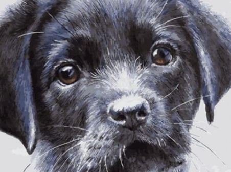 Картина по номерам "Щенок" 40*50см,крас.-акрил,кисть-3шт. (6293EOTG_И)