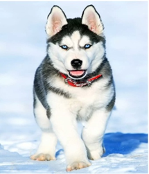 Картина по номерам 40 х 50см "Хаски" Разноцветный Unison (2128/6412)