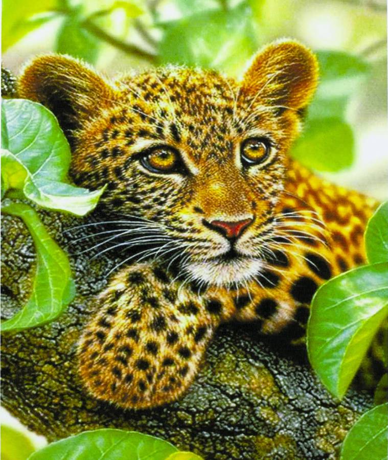 Картина по номерам "Ягуар" 40*50см,крас.-акрил,кисть-3шт. (5314_B)