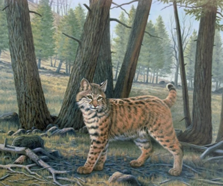 Картина по номерам "Рысь" 40*50см,крас.-акрил,кисть-3шт. (5619Y_B)