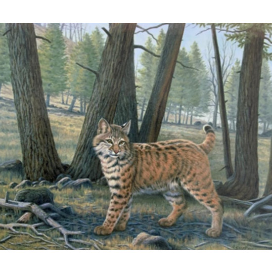 Картина по номерам "Рысь" 40*50см,крас.-акрил,кисть-3шт. (5619Y_B)