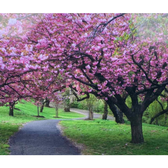 Картина по номерам 40х50,  "Цветущий сад" OPP, крас.-акрил,кисть-3шт. (6030OTG_O)