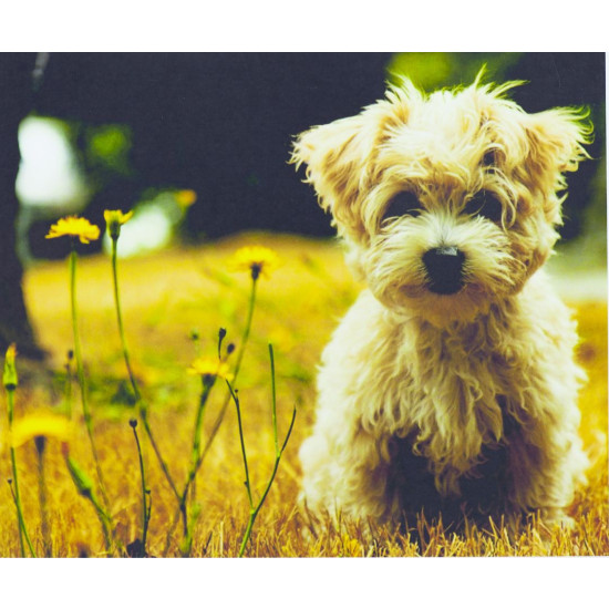 Картина по номерам "Милый пёсик" 40*50см,990 (990.)
