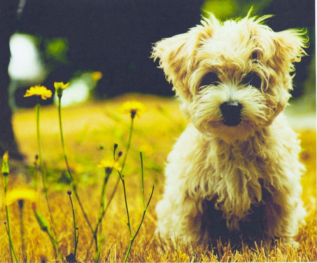 Картина по номерам "Милый пёсик" 40*50см,990 (990.)