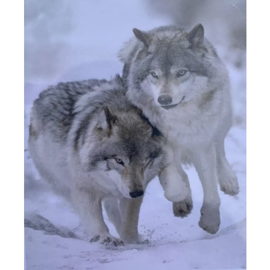 Картина по номерам "Пара волков" 40*50см, OPP , крас.-акрил,кисть-3шт. (9428PH_O)