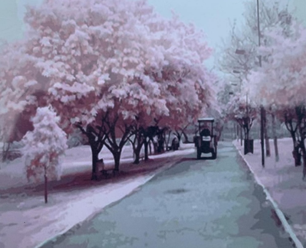 Картина по номерам 30*40см "Розовые деревья" OPP (холст на раме краск. кисти. ) (0123EKTL_O)