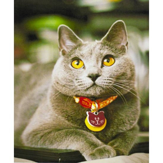 Картина по номерам "Котик в красном ошейнике" 40*50см,крас.-акрил,кист (3170)