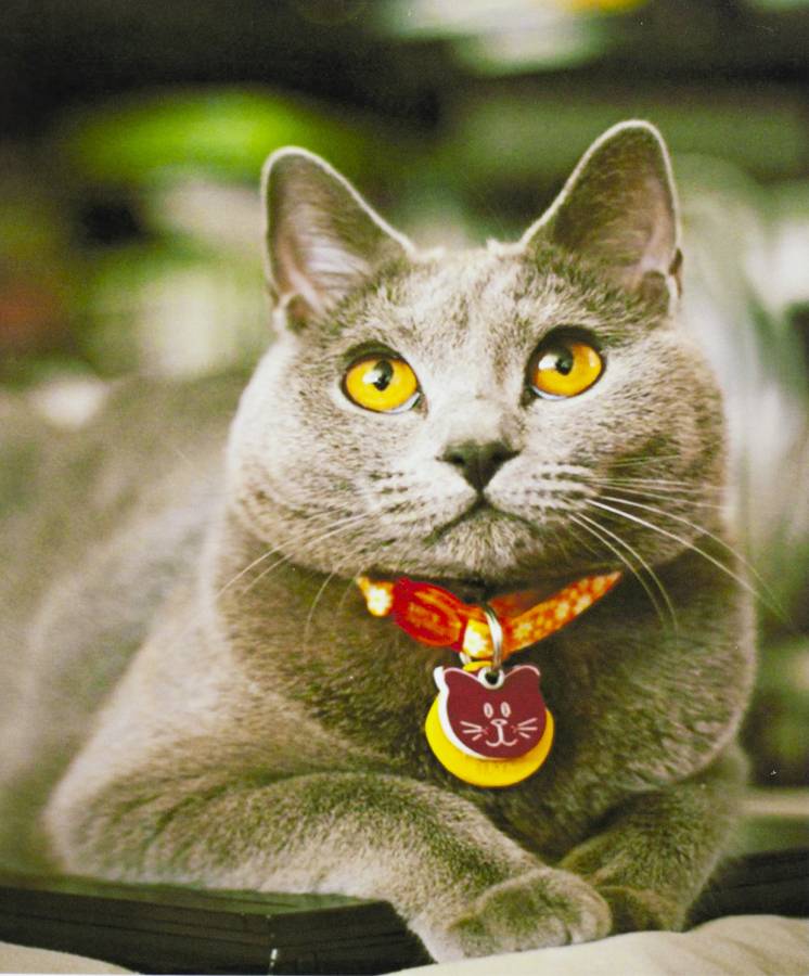 Картина по номерам "Котик в красном ошейнике" 40*50см,крас.-акрил,кист (3170)