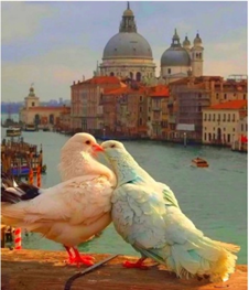 Картина по номерам 40 х 50см "Голуби" Разноцветный Unison (73520)