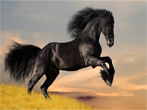 Алмазная мозаика   по номерам 30*40см "Конь вороной" (GLD60415)