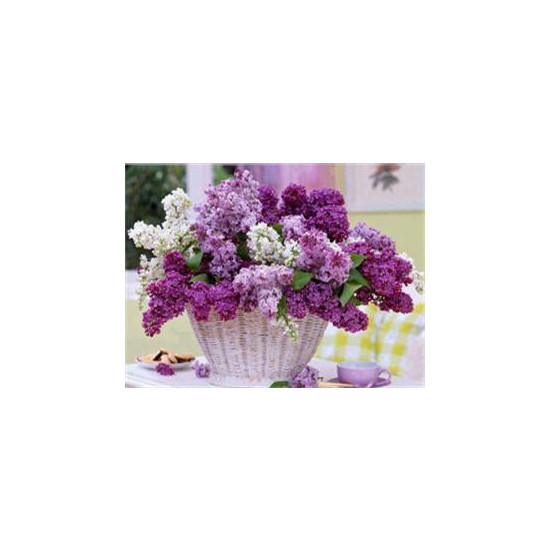 Алмазная мозаика   по номерам 30*40см "Корзина сирени" (GLD60517)