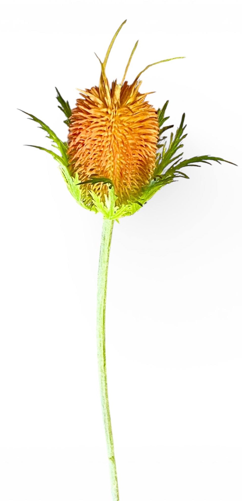 Ветка - Ворсянка, 60см оранжевая Unison (c35)