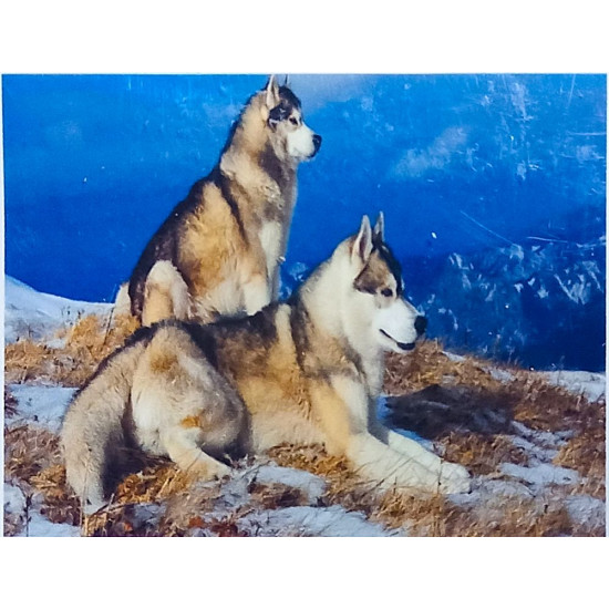 Алмазная мозаика 30 х 40см "Волки" рулон в PVC (без подрамника) Разноцветный Unison (60391_O GLD)