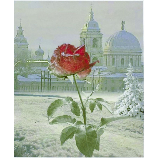 Картина за номерами "Троянда" 40 * 50см, крас.-акрил, кисть-3шт. (5447)