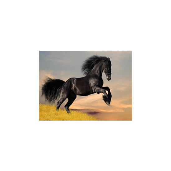 Алмазная мозаика   по номерам 30*40см "Конь вороной" (GLD60415)