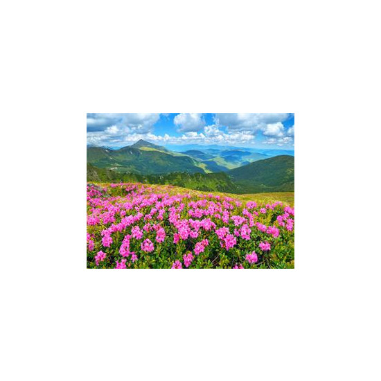 Картина по номерам "Природа" 40*50см,крас.-акрил,кисть-3шт (RA30803)